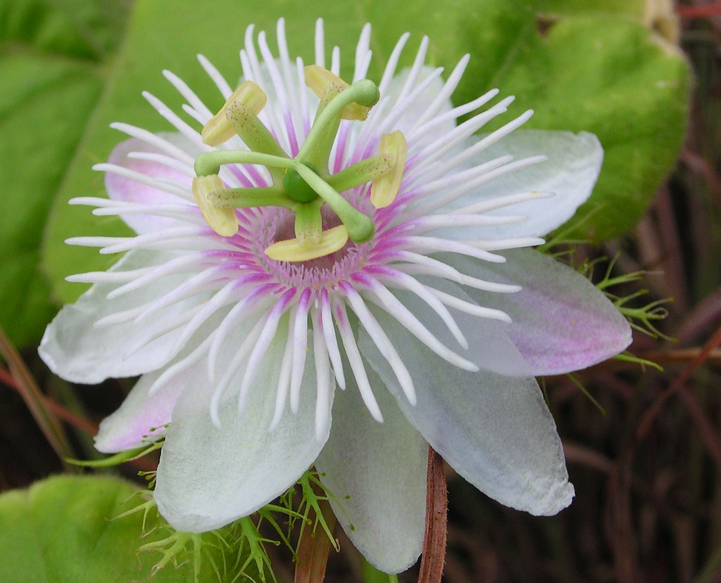 Where to Buy Passion Flower Tea