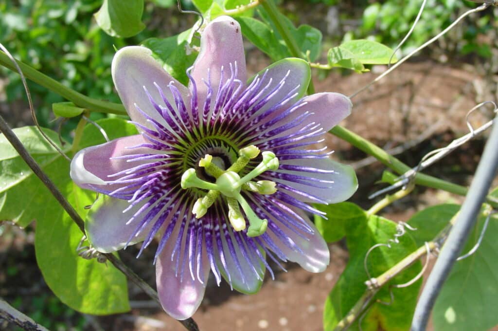 Where to Buy Passion Flower Tea