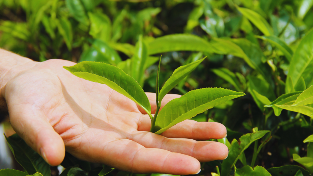 Oolong Tea Vs. Ceylon Tea 🧋 Differences Explained OnoTea